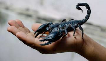 smoking scorpions