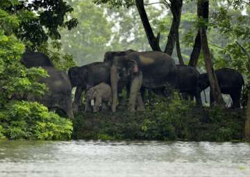Assam floods: 225 animals dead in Kaziranga