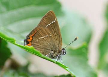 rare species butterfly scotland