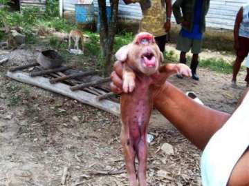Monkey-faced piglet born in Cuba