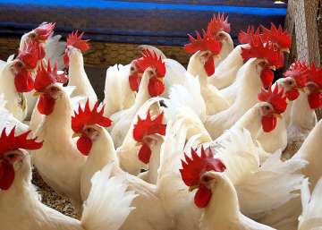 india tv, poultry waste, bacteria