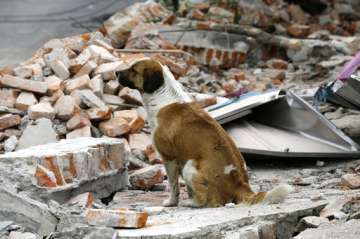 Mexico earthquake