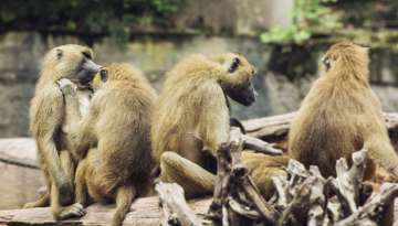 Monkeys 'original inhabitants' displaced by man in name of civilisation, HC said
