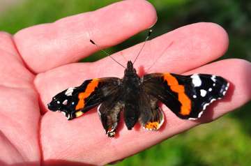 Sightings of ‘red admiral’ butterfly soar by 75 pc