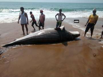  A 14-feet long whale shark carcass washed ashore Puri beach