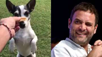 Rahul Gandhi posted a video of his pet on Twitter