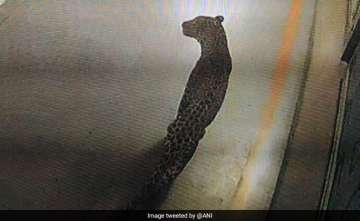 Leopard spotted in Maruti Suzuki plant.