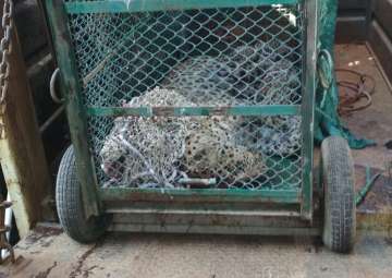 Leopard that entered Maruti Suzuki plant in Gurugram captured