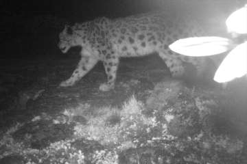 In a first, elusive snow leopard spotted in Arunachal Pradesh