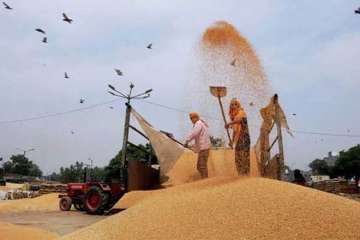 Govt hikes wheat MSP by Rs 110 per quintal