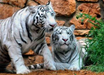 Two white tiger cubs kill caretaker at Bengaluru's Bannerghatta Biological Park  