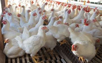 Chicken poop can replace coal in electricity production