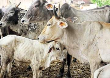 Representational pic - Muslim man killed by fellow Muslims in UP for informing police about cow slaughter