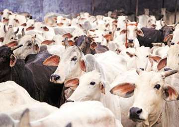 'Dharma Sansad' seeks rollback of directive on cow vigilantes 