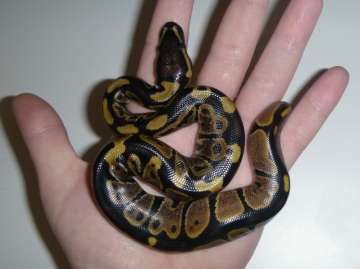 Baby python (representative image)