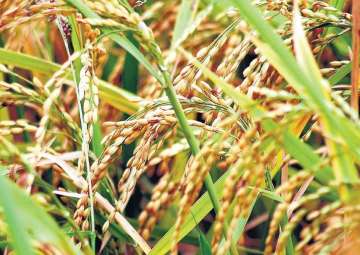 Bihar fixes no target for paddy procurement; to buy all from farmers 