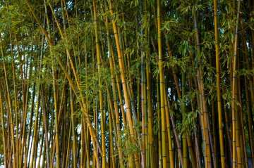 Bamboo not a tree: Parliament passes bill amending Forest Act