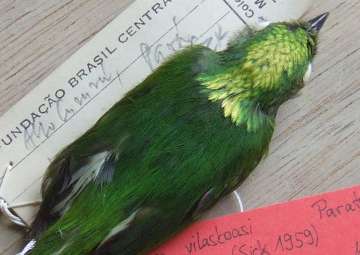 Scientists discover first-ever hybrid bird species from in Amazon rainforest 