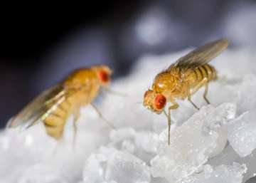 Fruit flies sing powerful love songs to win female attention: Study