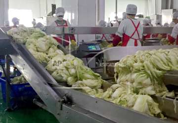 Workers prepare kimchi on the production line at the Ryugyong Kimchi Factory on the outskirts of Pyongyang, North Korea.
