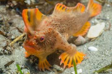 Red handfish was first spotted in 19th century near Port Arthur in Tasmania