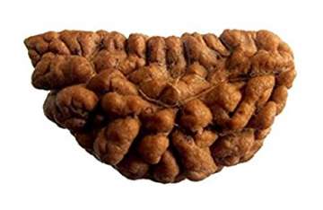 5 scientific health benefits of Rudraksha beads