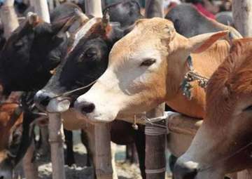 Madhya Pradesh: 58 cows die at cow shelter in 28 days, probe ordered