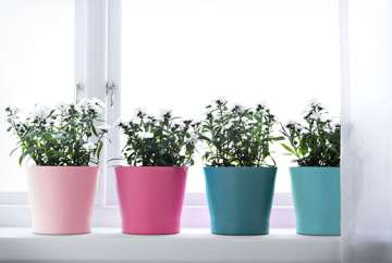 Decorate your space with plants