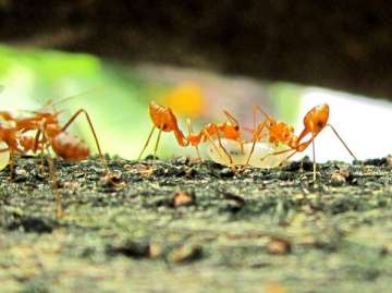ants antibioitics