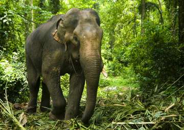 Representational pic - Carcass of wild elephant found in Assam 