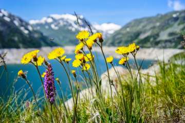 Origin of flowering plants