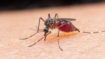 This season more cases of malaria have been reported as compared to dengue