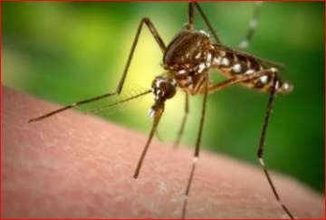 zika virus jaipur rajasthan 