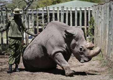 In this photo taken Wednesday, May 3, 2017, a ranger takes care of Sudan, the world’s last male northern white rhino, at the Ol Pejeta Conservancy in Laikipia county in Kenya.