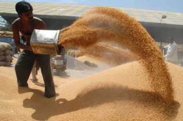 Rains destroy wheat crop in Punjab, Haryana as farmers await procurement