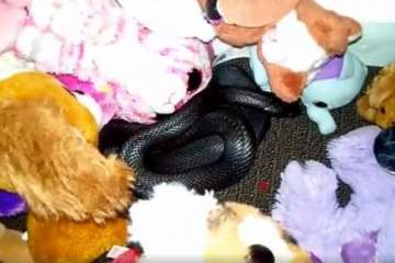 Deadly black snake found cuddled up with child’s soft toys, watch viral video