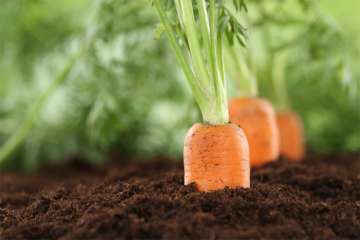 International Carrot Day