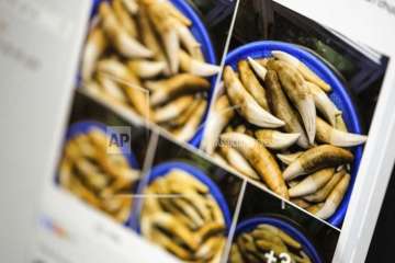 This screen grab from a Facebook group and photographed on a computer screen in Washington, Monday, April 9, 2018, shows what appears to be a bucket of tiger teeth offered for sale on a Facebook page.