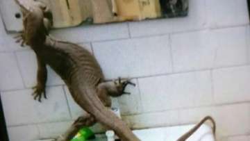 OMG! Mega lizard found inside girls’ hostel in Delhi college