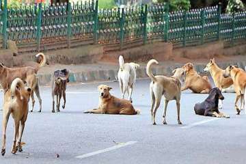 The death toll in canine atatcks in the Sitapur district has increased to 13 since the past six months.