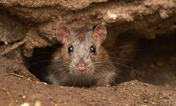 27-year-old comatose patient, allegedly nibbled by rat, passes away