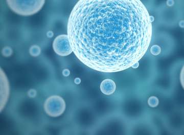 Fasting helps stem cells regeneration capacity