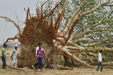 Villagers near a peepal tree, uprooted in Wednesday's massive storm, at Cheet village in Agra district on Friday.