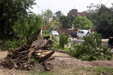 Commuters ride past a fallen tree that was uprooted after last night thunderstorm, in Allahabad, on Monday.