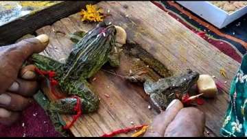 Frog marriage held in Madhya Pradesh for rain