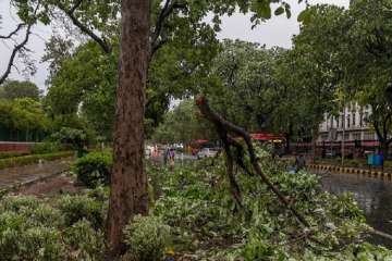 South Delhi trees not to be cut till July 4 