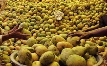 Bhide claims mangoes from his orchard guarantee male child, civic body demands proof