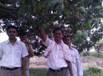 Ravi Marshetwar grafts 51 types of Mango on one tree