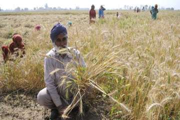 The Punjab government on Wednesday hiked the compensation for damaged crops Rs 8,000 to Rs 12,000 per acre.