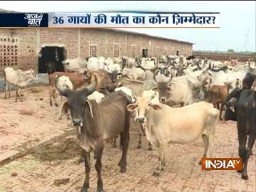 36 cows found dead at Dwarka gaushala